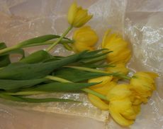 B-Tulpen-33.jpg